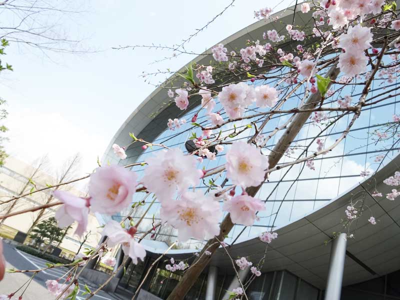 しだれ桜